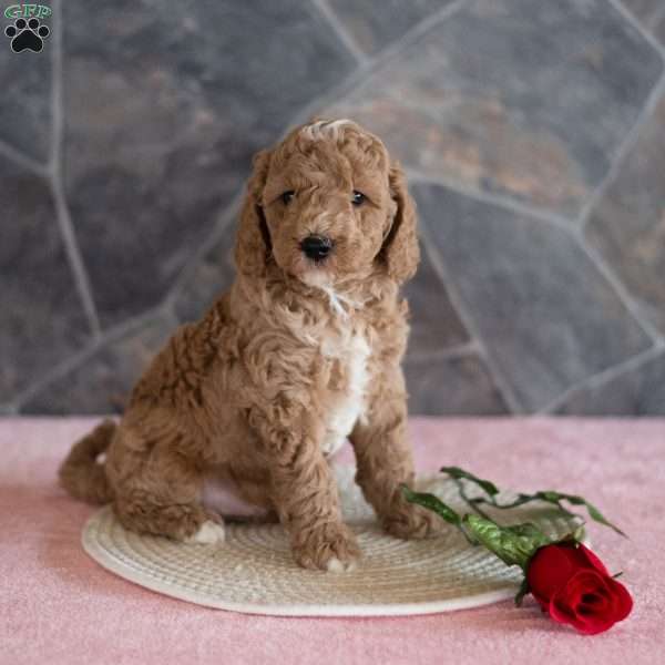 Zane, Miniature Poodle Puppy